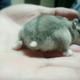 Illustration for article titled A Facebook Page Dedicated Entirely to Hamster Butts
